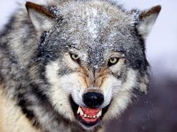 alpha-wolf